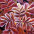 aditiramesh